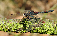 Ruby Whiteface (Leucorrhinia rubicunda)